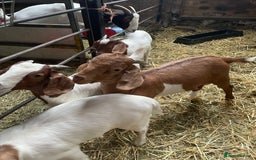 Goats livestock for sale: Boer Kids - This year   - Image 9