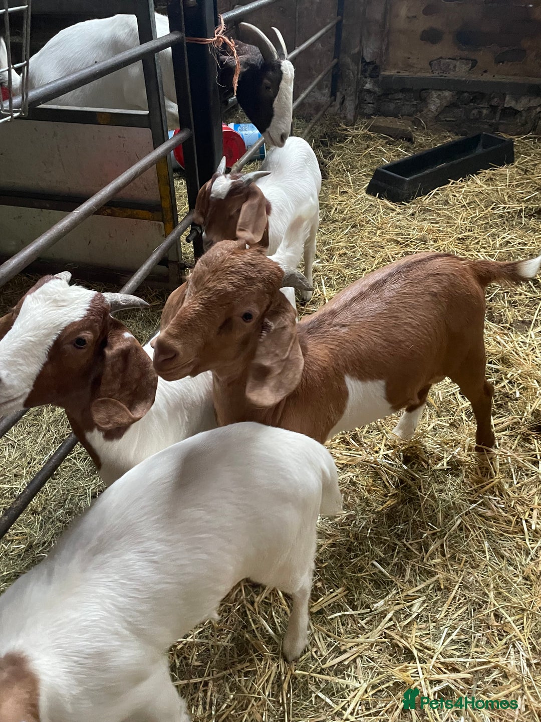Goats livestock for sale: Boer Kids - This year   - Image 9