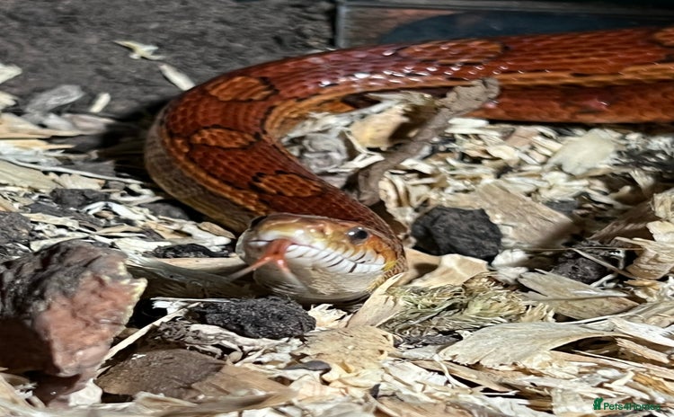 Corn Snake reptiles - Advert 1