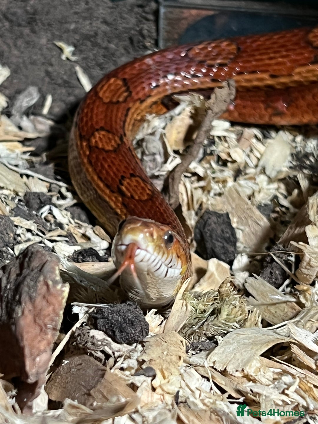 Corn Snake reptiles for sale: Female Corn Snake - Image 1