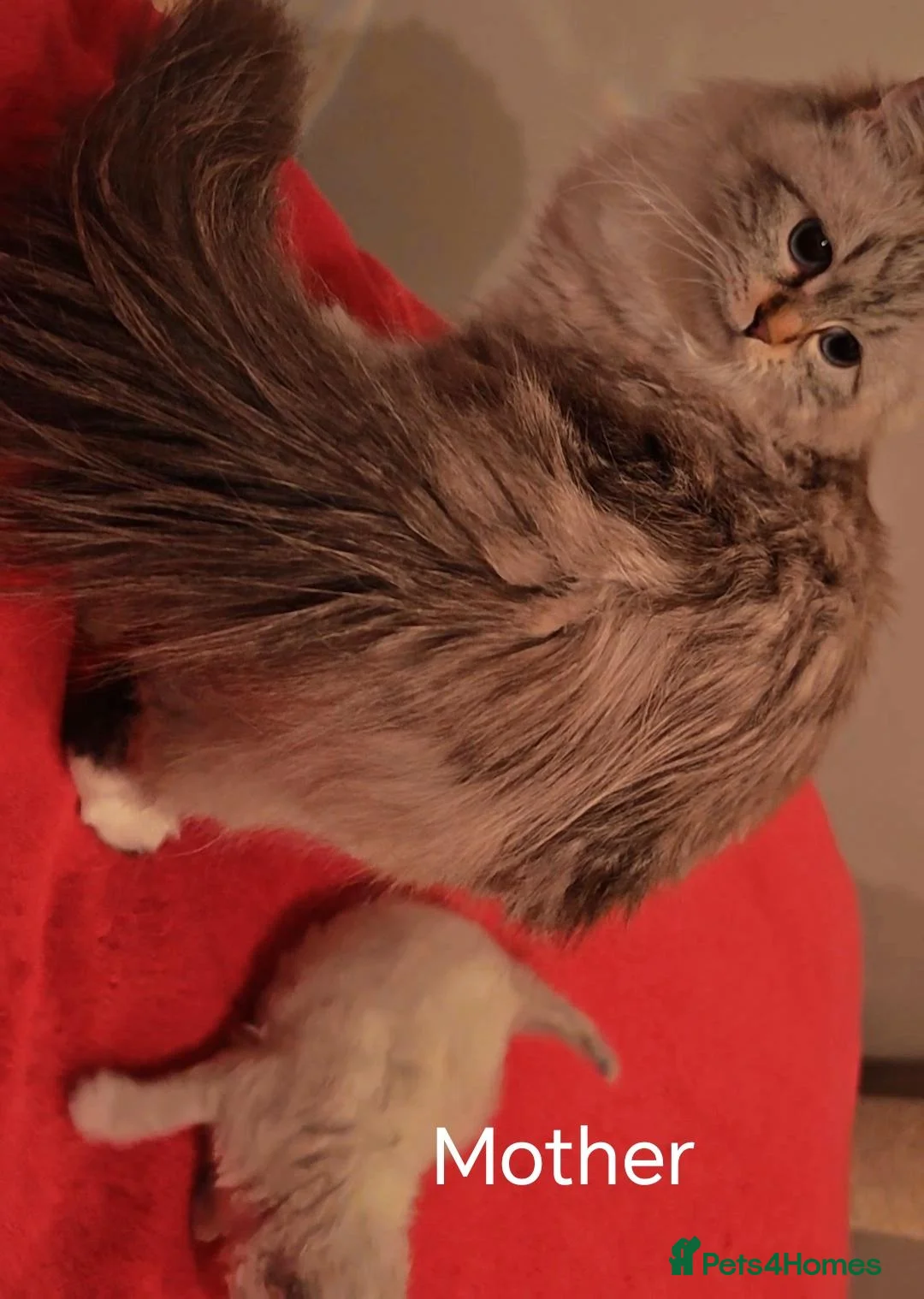 Siberian cats for sale: Pure Siberian from GCCF/TICA parents - Advert 2