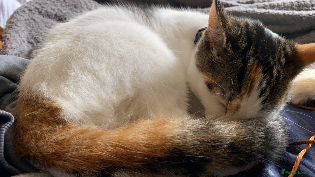 Domestic Shorthair cats for sale: Calico cat- pochita  - Image 11