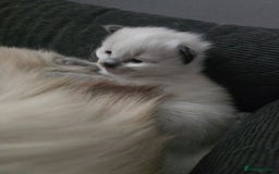Ragdoll cats for sale: Ragdol KITTENS 😸 ♥️  - Image 7
