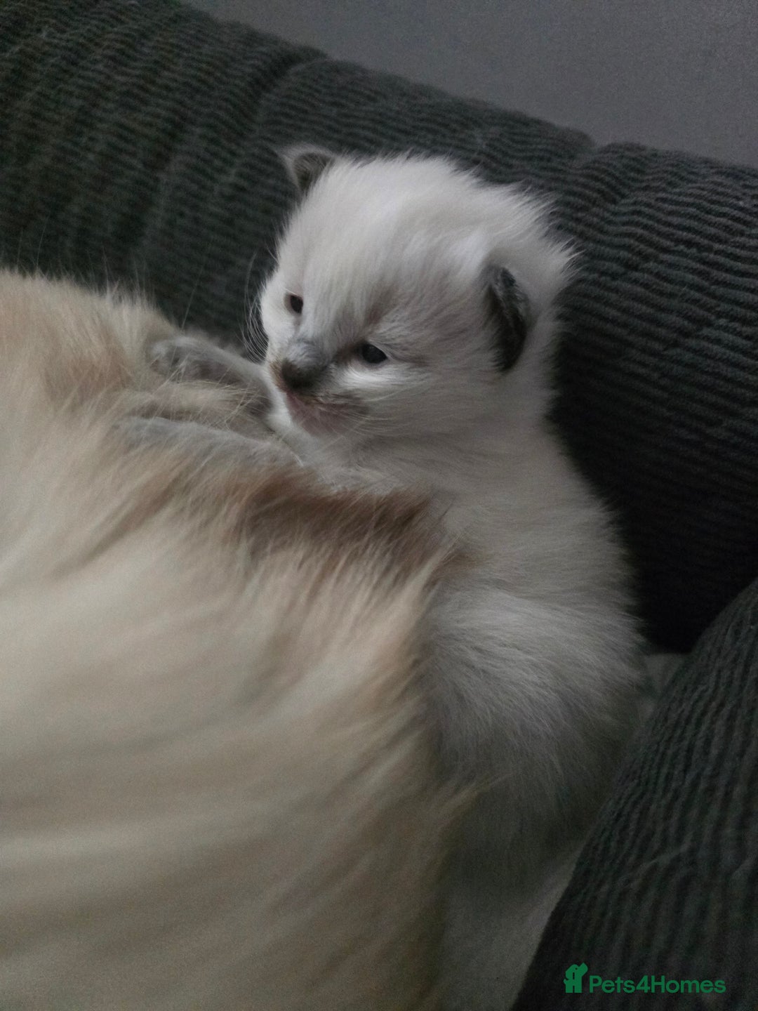 Ragdoll cats for sale: Ragdol KITTENS 😸 ♥️  - Image 7