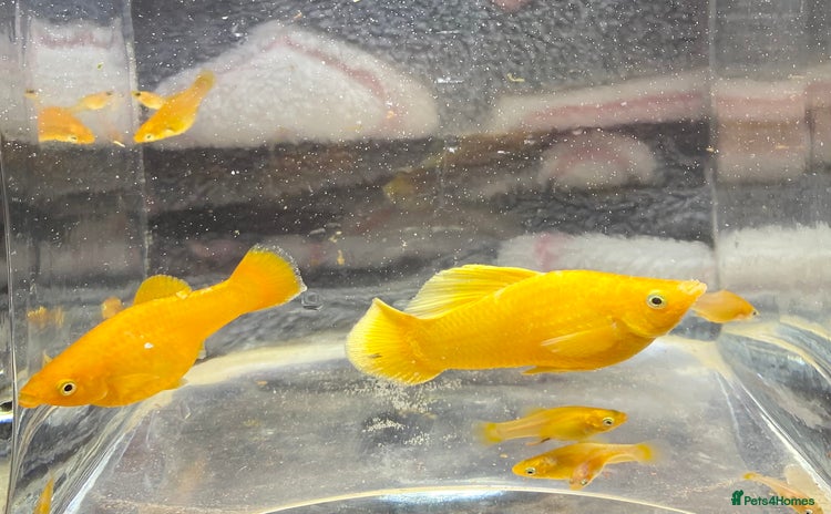 Mollies fish - Advert 1