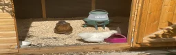 Chickens poultry for sale: White silkies - Advert 6
