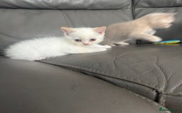 British Shorthair cats for sale: Stunning British shorthair kittens  - Image 6