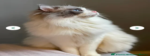 Yuki