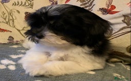 Maltese dogs for sale: Adorable little Maltese puppies  - Image 12