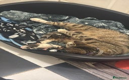 British Shorthair cats for sale: 2 male kittens ready for new homes  - Image 3