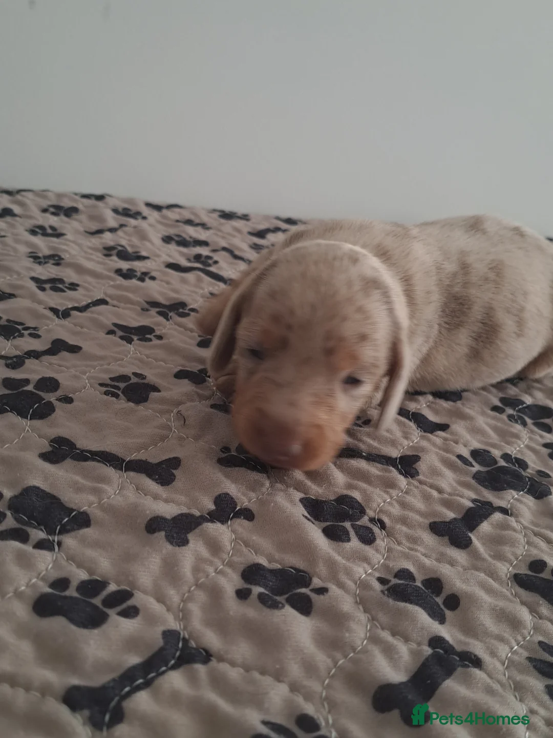 Dachshund dogs for sale: Miniature dachshund 1 girl left - Advert 17