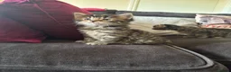 Mixed Breed cats for sale: 7 ragdoll cross kittens  - Advert 3