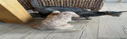 Cockapoo dogs for sale: Lovely F1 Cockapoos in Radstock - Advert 21