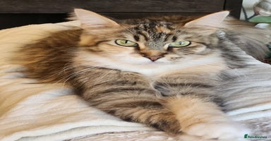 Maine Coon cats New litter Maine coon Kittens 100% Pedigree - Advert 4