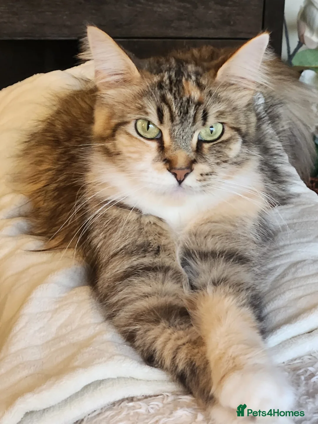 Maine Coon cats for sale:  Ready Now! Maine coon Kittens  - Advert 10