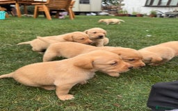 Labrador Retriever dogs for sale: Labrador puppies - Image 12