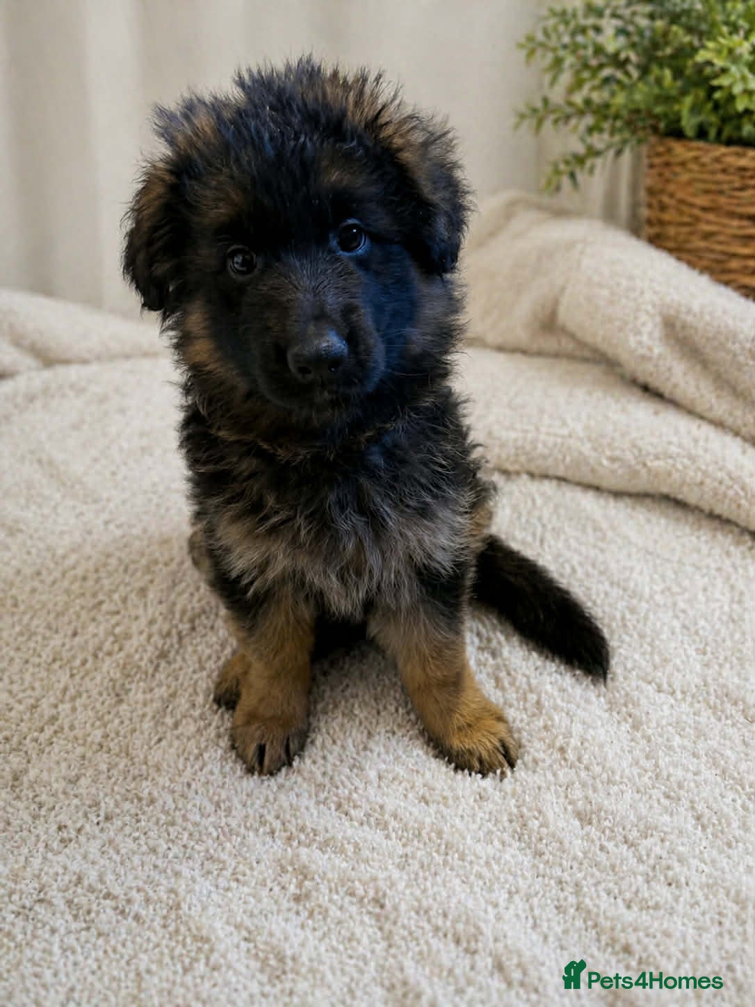 German Shepherd dogs LAST ONE LEFT German shepherd bitch - Advert 10