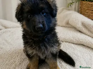 German Shepherd dogs LAST ONE LEFT German shepherd bitch - Advert 4