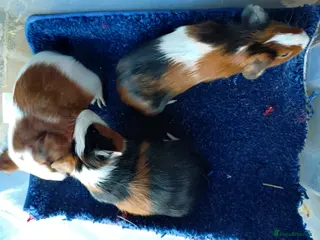 Guinea Pig rodents All boys available girls coming soon - Advert 18