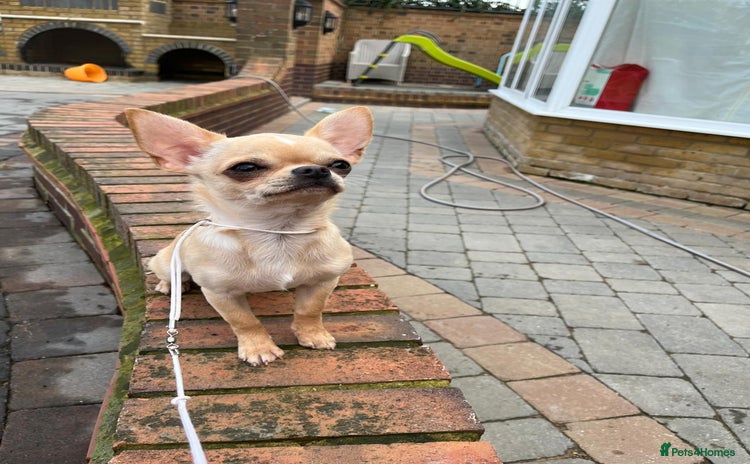 Chihuahua dogs - Advert 2