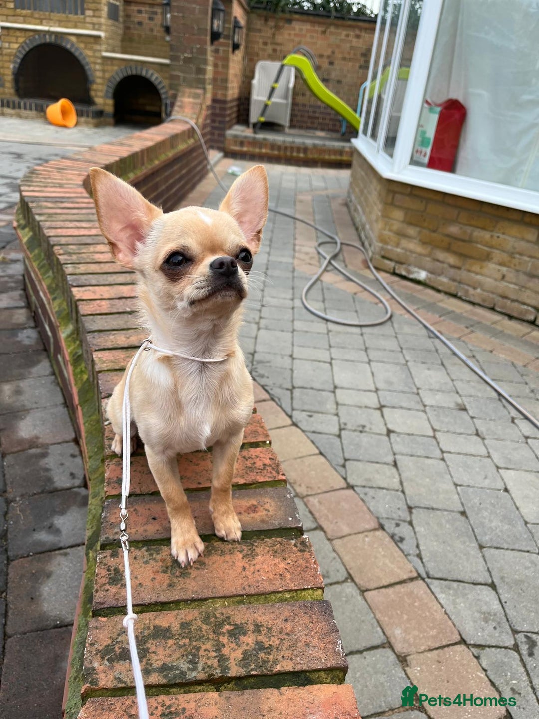 Chihuahua dogs for sale: Stunning KC cream male chihuahua - Image 1