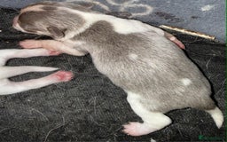 Chihuahua dogs for sale: Kc registered chihuahua pups  - Image 5