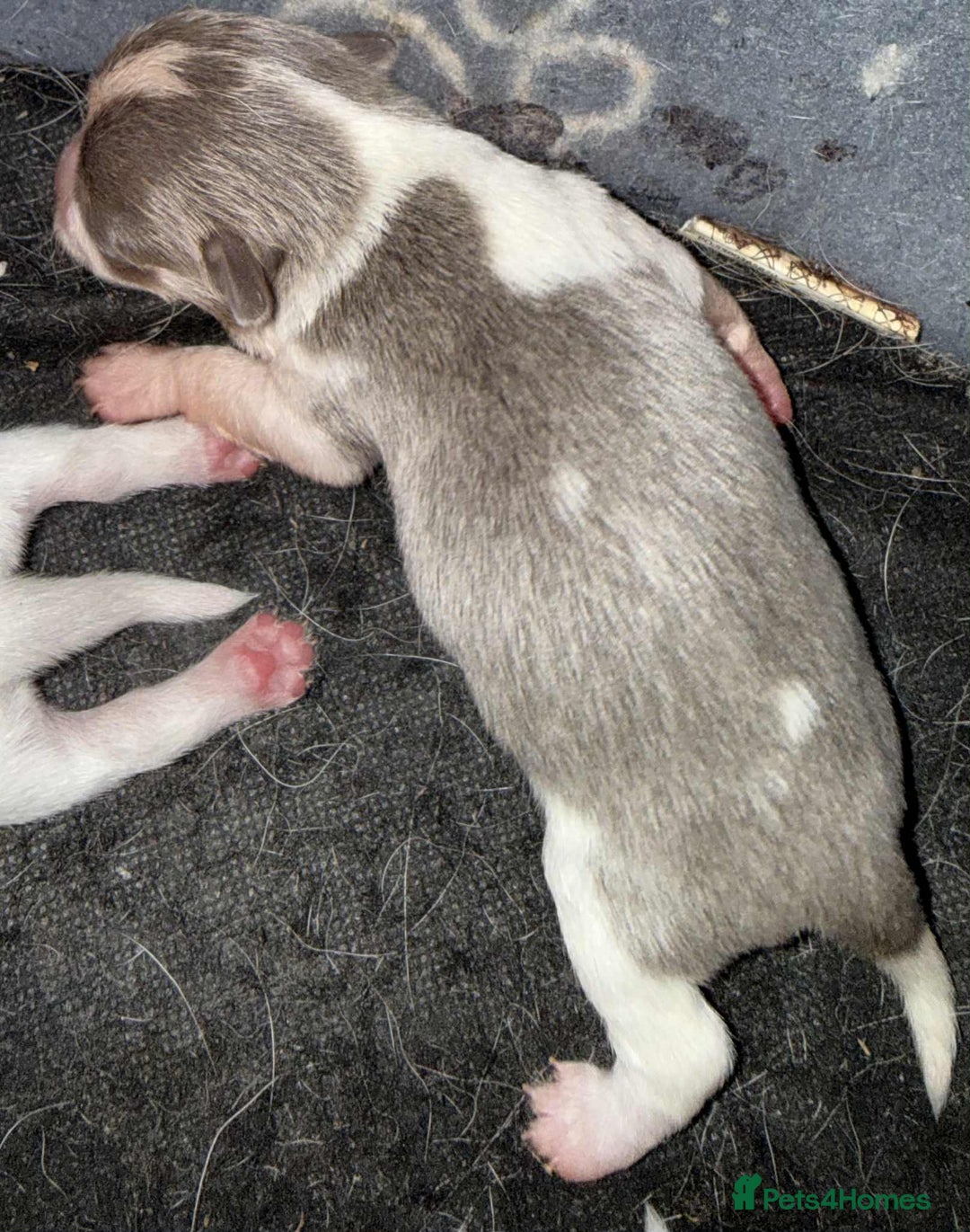 Chihuahua dogs for sale: Kc registered chihuahua pups  - Image 5