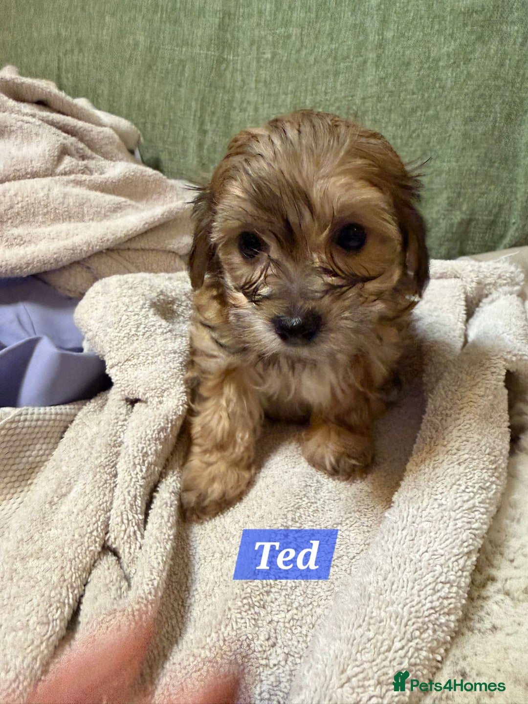 Maltipoo dogs for sale: Multipoo - Advert 19