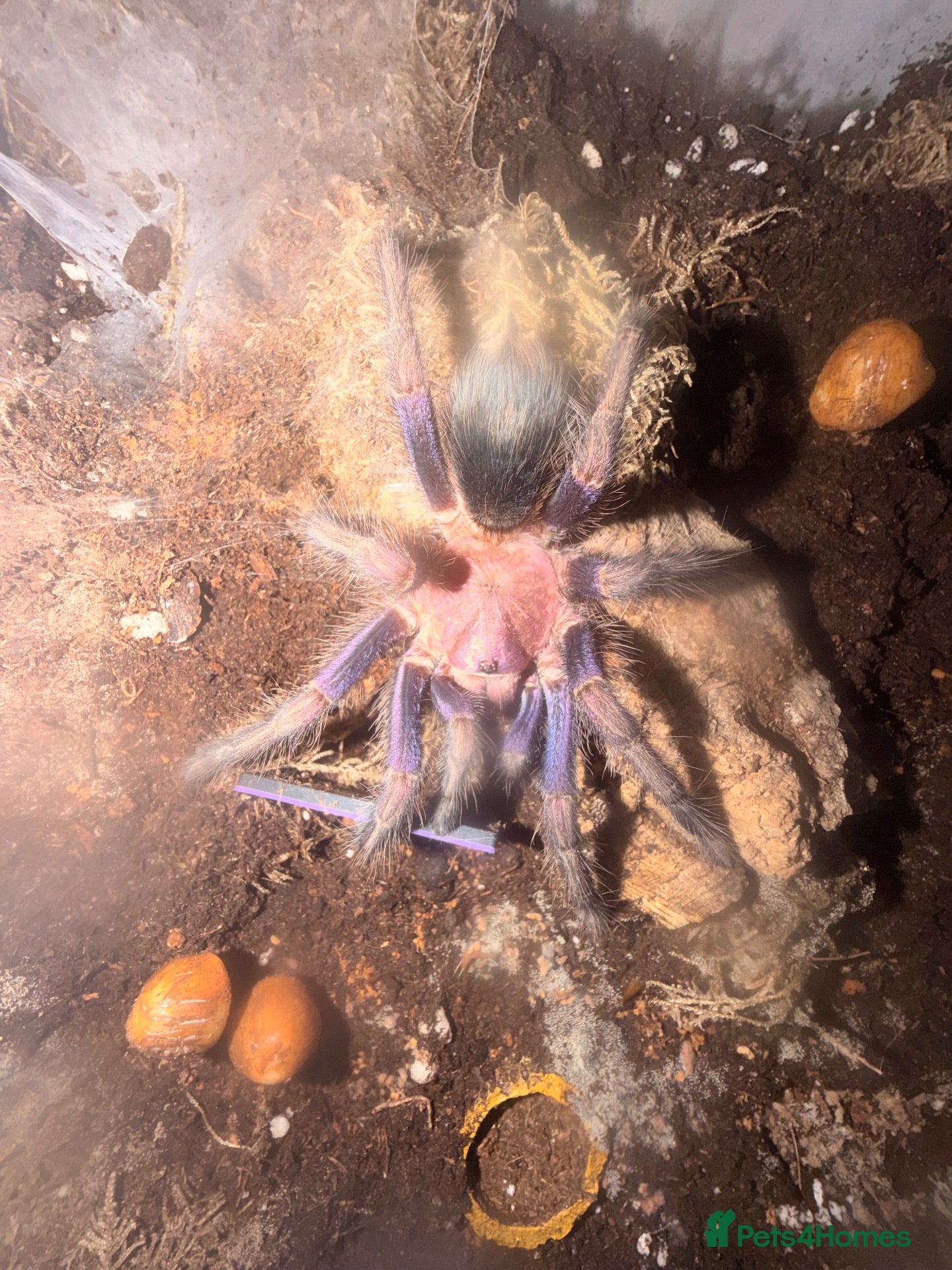 Tarantulas invertebrates Phormictopus sp. (Dom Purple) Bioactive Tank - Advert 1