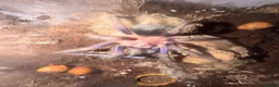 Tarantulas invertebrates for sale: Phormictopus sp. (Dom Purple) Bioactive Tank in Leamington Spa - Advert 1