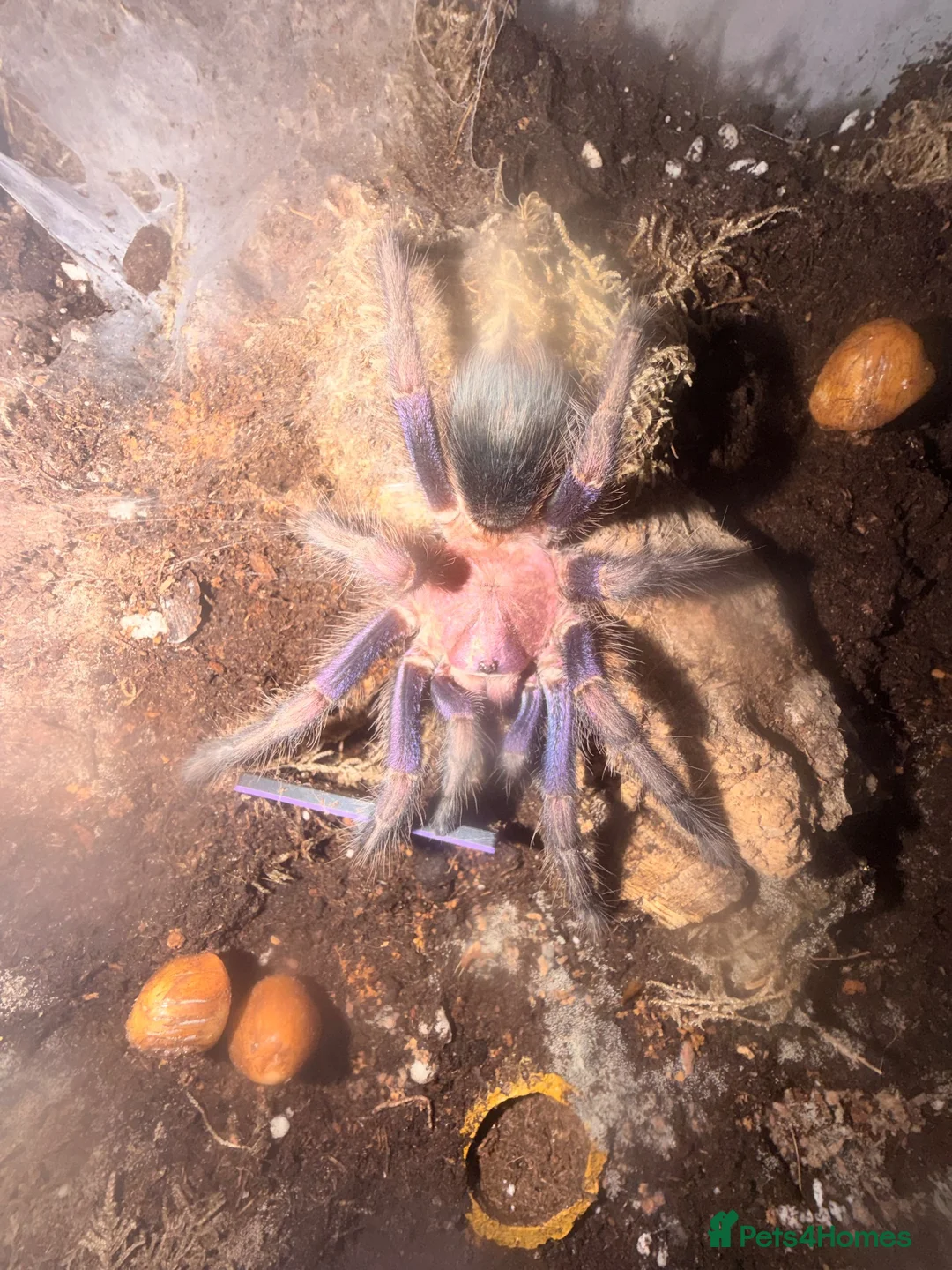 Tarantulas invertebrates for sale: Phormictopus sp. (Dom Purple) Bioactive Tank in Leamington Spa - Advert 1
