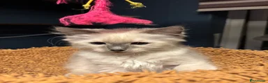 Ragdoll 3