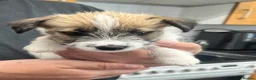 Jack Russell dogs for sale: Adorable Jack Russell Puppies - Advert 4