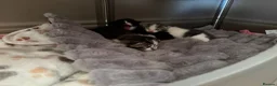 Mixed Breed cats for sale: Last remaining black and white kitten! - Advert 5