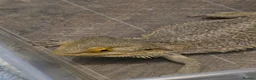 Bearded Dragon reptiles for sale: Bearded dragon  in Birmingham - Advert 7