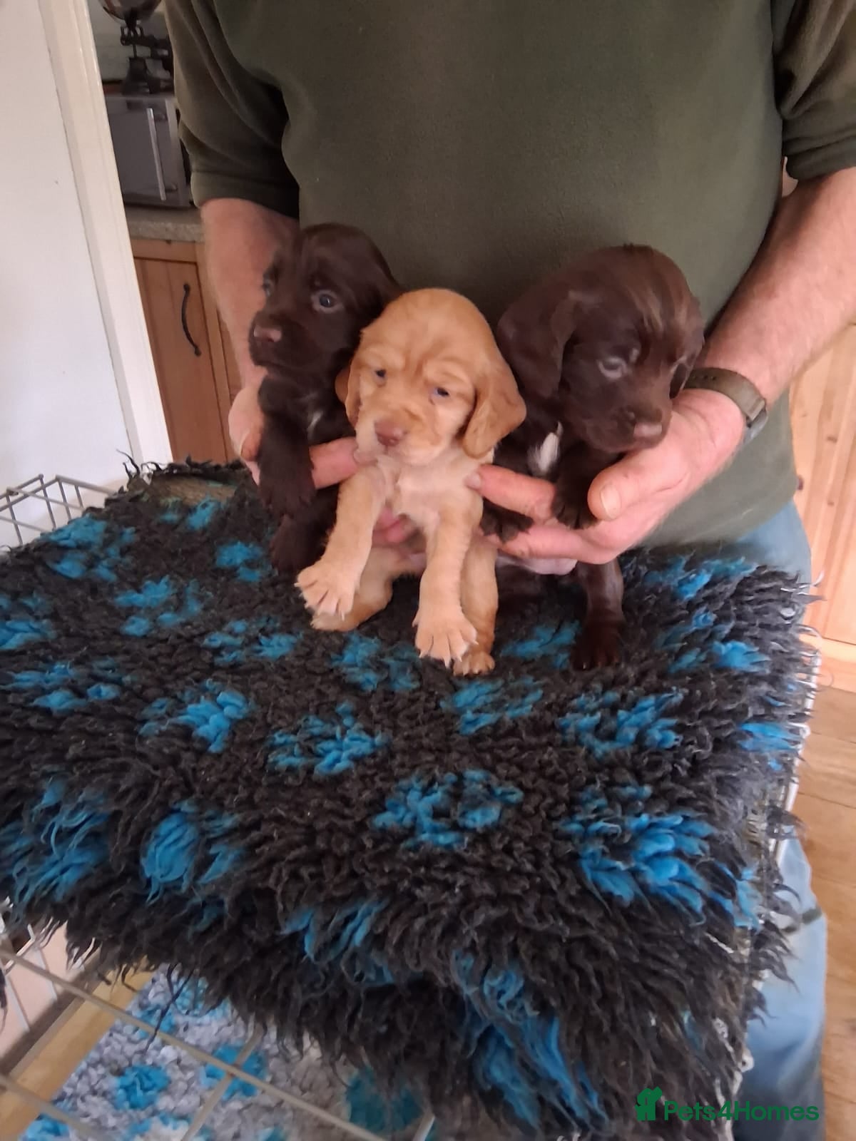 Cocker Spaniel dogs Working Cocker Spaniel Puppies  - Advert 2