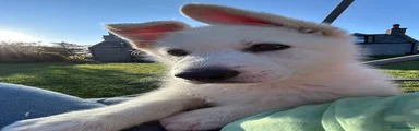 German Shepherd 2