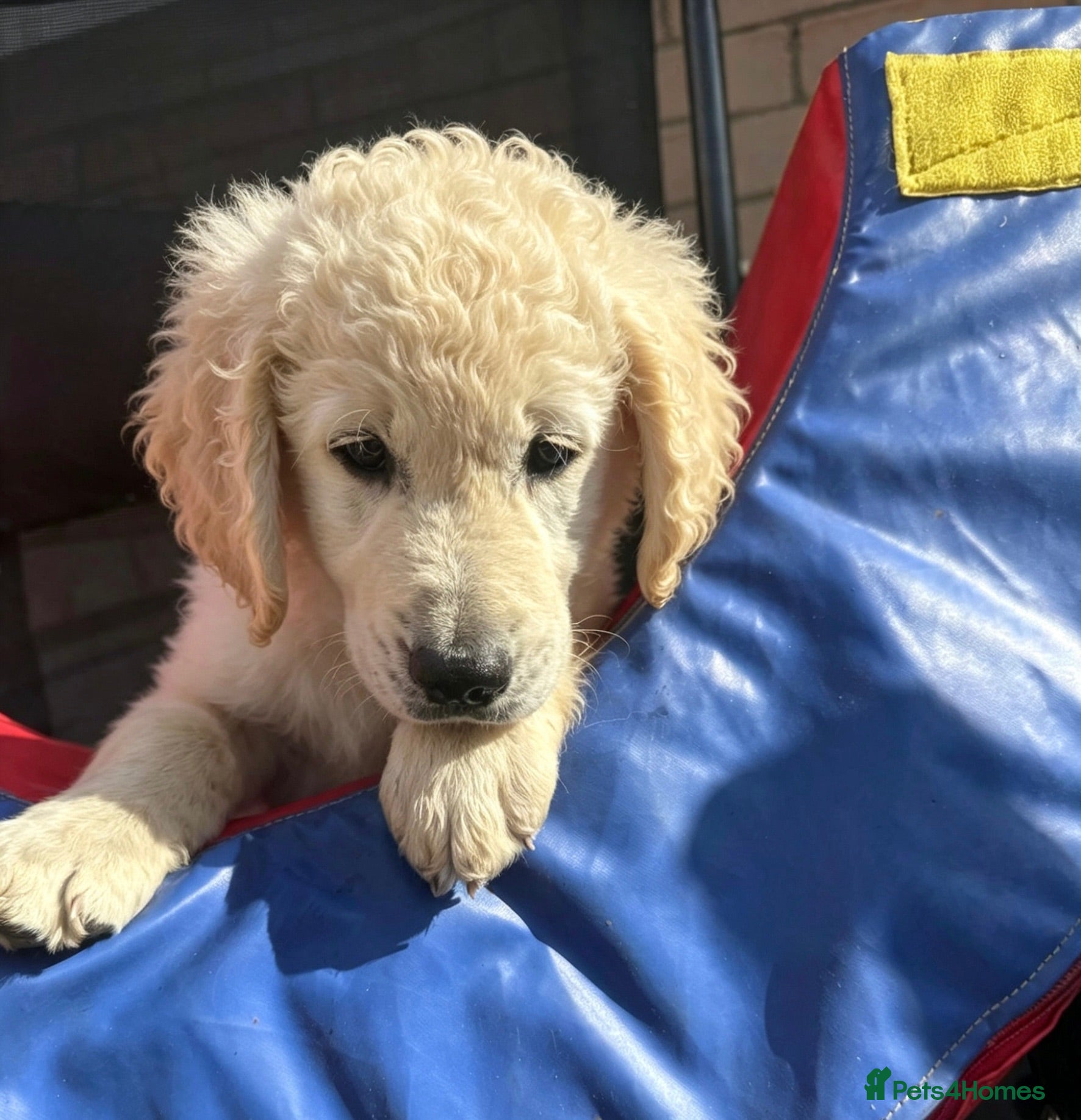 Goldendoodle dogs 🐾 Beautiful Multi-Gen Goldendoodle Puppies - Advert 2
