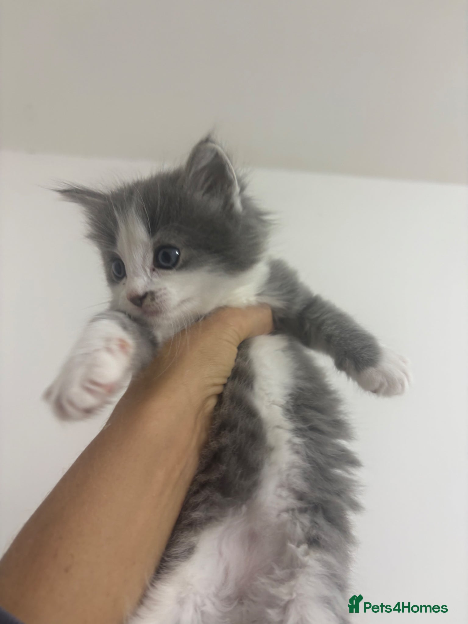 Ragdoll Kitten 1