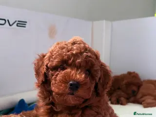 Maltipoo dogs Red mini maltipoo F1b puppies 😍💙💓 - Advert 4