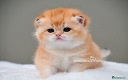 British Shorthair cats for sale: Show-Quality British Shorthair Kittens - Advert 7