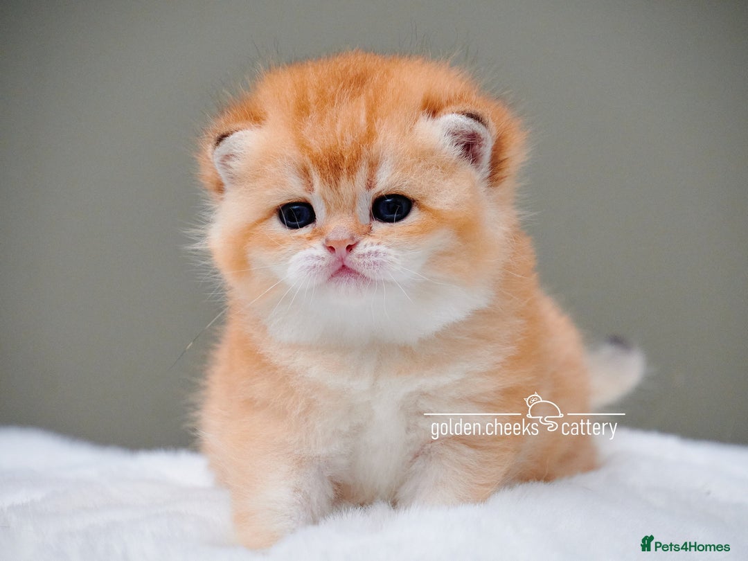 British Shorthair cats for sale: Show-Quality British Shorthair Kittens - Advert 7