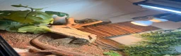 Bearded Dragon reptiles for sale: Spike the Bearded Dragon – Complete Setup for Sale in Chester - Advert 5
