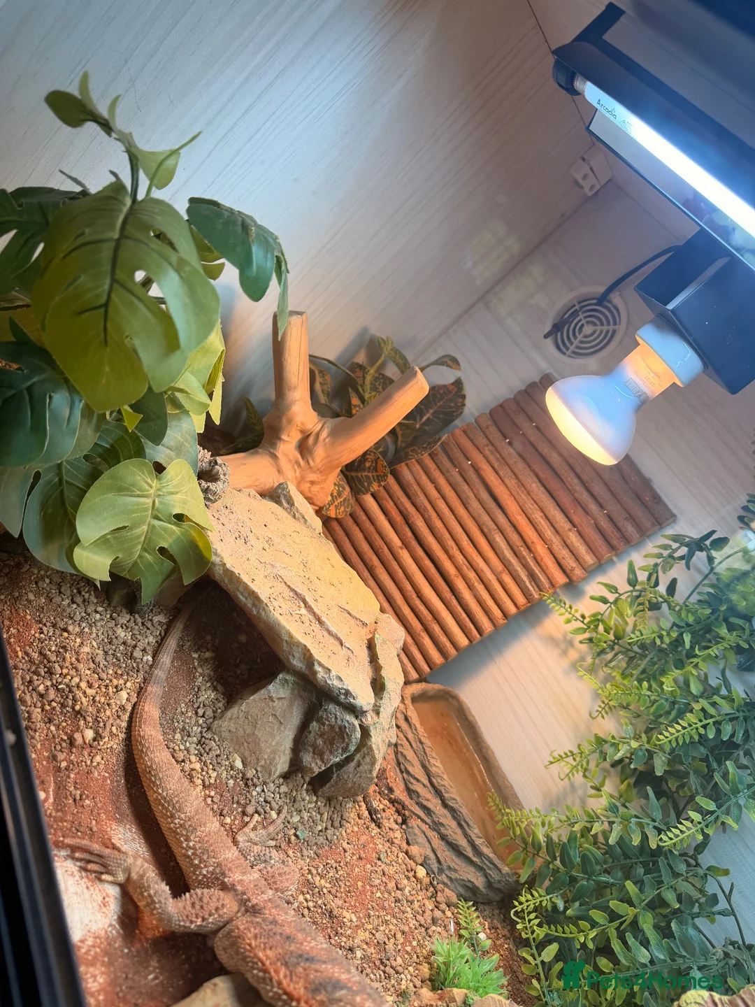 Bearded Dragon reptiles for sale: Spike the Bearded Dragon – Complete Setup for Sale in Chester - Advert 5