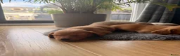 Miniature Dachshund dogs for sale: Miniature Long Haired Dachshund  - Advert 22
