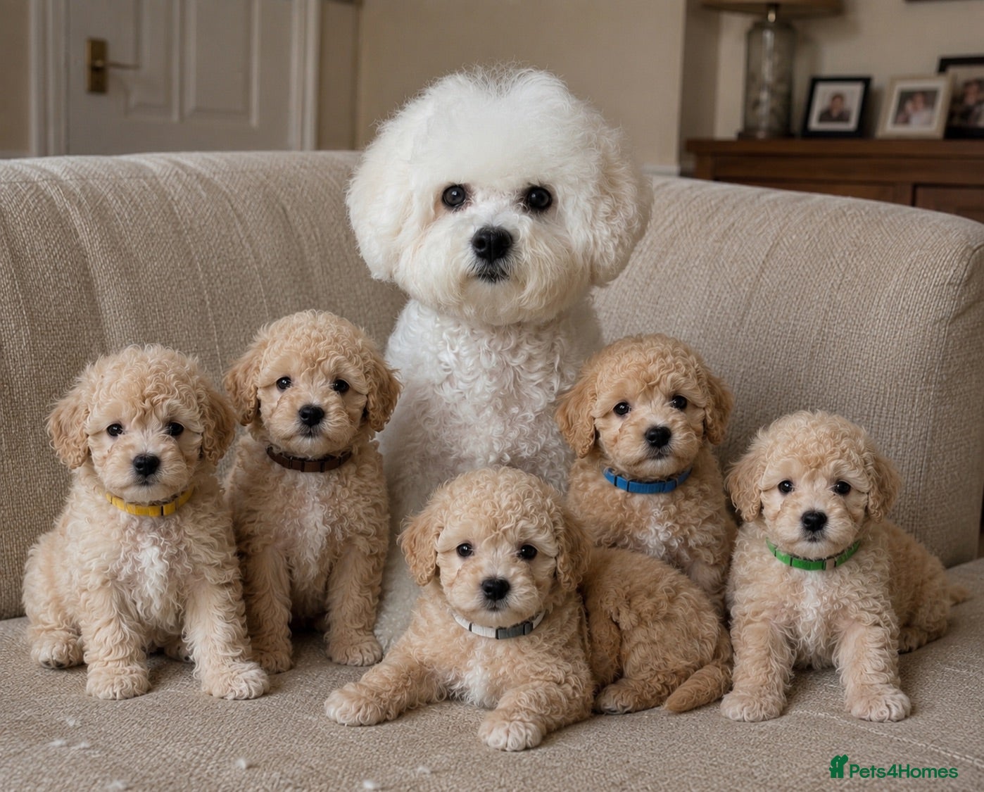 Poochon dogs F1 Poochon puppies Health Tested parents  - Advert 17