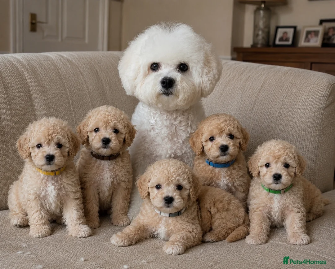 Poochon dogs for sale: F1 Poochon puppies Health Tested parents  - Advert 2