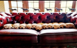 Golden Retriever dogs for sale: Newmiller Retrievers Litter Announcement  - Image 8