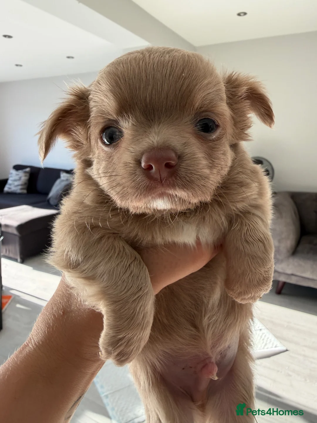 Chihuahua dogs for sale: 1 male long-haired blue pup ready next week! - Advert 2