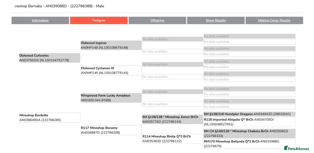 Goats livestock for sale: Barney – Anglo Nubian Pedigree Buck - Advert 2